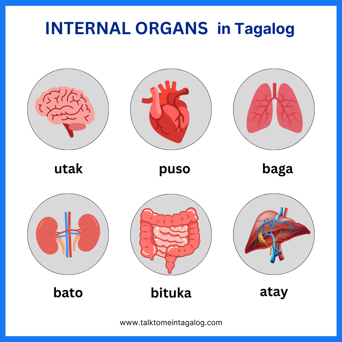 Internal Organs in Tagalog